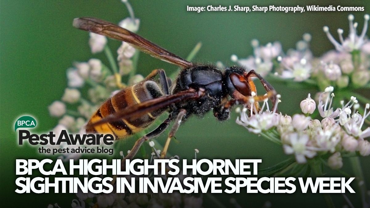 bpca-highlights-hornets-invasive-species-week-hero bpca-highlights-hornets-invasive-species-week-hero